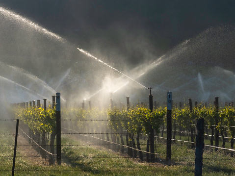 Backlit morning sprinklers on grape vines in the Buckland Valley V