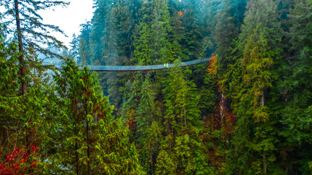 istock Suspension Bridges view from Afar  and Near 2031856791