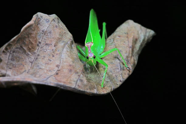 Katydid nymphs in the wild, North China