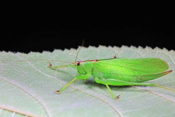 Katydid nymphs in the wild, North China