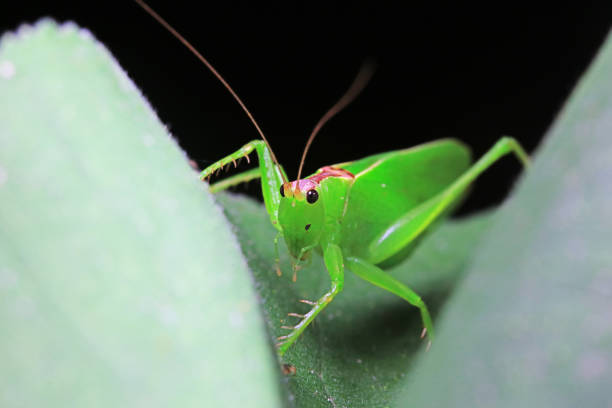 Katydid nymphs in the wild, North China