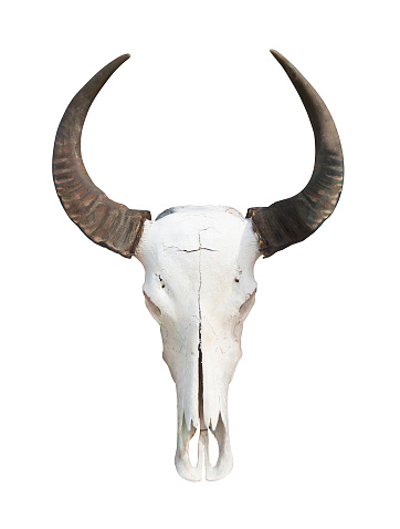 Water buffalo skull, isolated on white background.