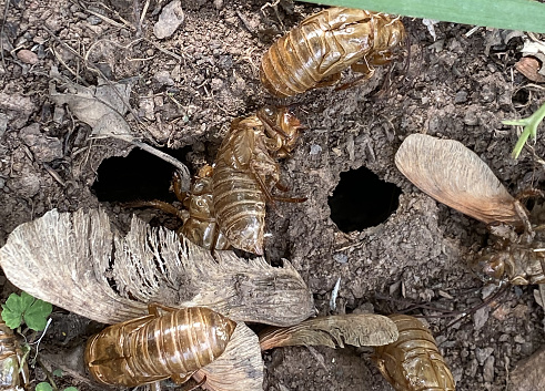 Cicadas Emerging from the Ground/Holes