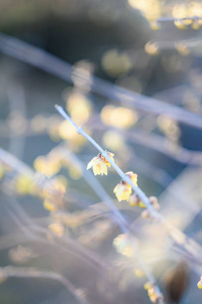 istock Flower of Winterswee 2031871743