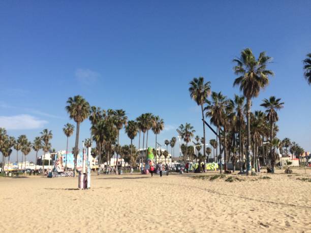 istock Palm Trees on a Sandy Beach Near Los Angeles 2031873308