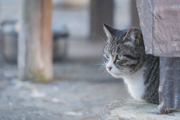 istock Cats in the Park 2031873322