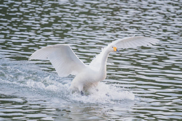 istock Swan landing on the water 2031873828