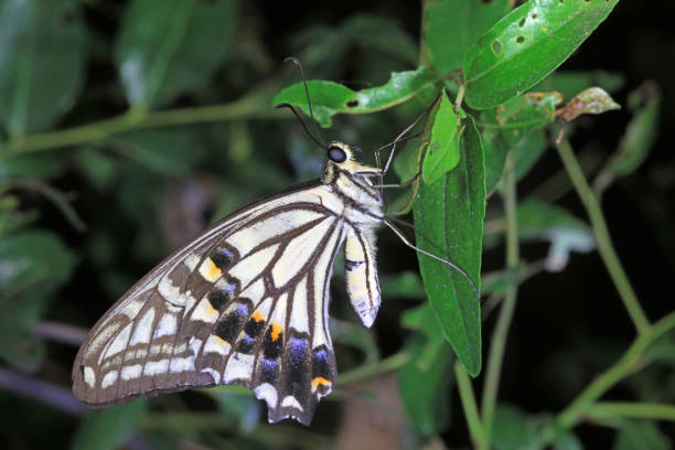 Yellow swallowtail butterfly on a flower closeup