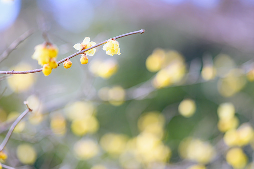 Winter Flowers in Ibaraki, Japan