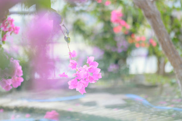 Flowers Blooming in Japan