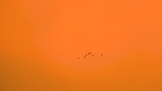 Birds fly in murmuration flock formation early morning orange haze sky
