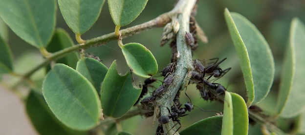 Ants and aphids on the branches of a tree. Macro