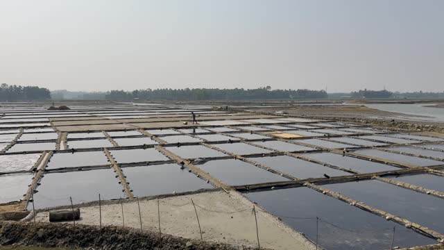 Salt farmers uses the solar evaporation method to produce crude salt in Cox's Bazar, Bangladesh. Salt Cultivation, Salt Harvesting