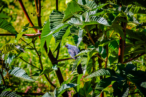 Mulato azul melanotis caerulescens, fauna de valle de bravo estado de México