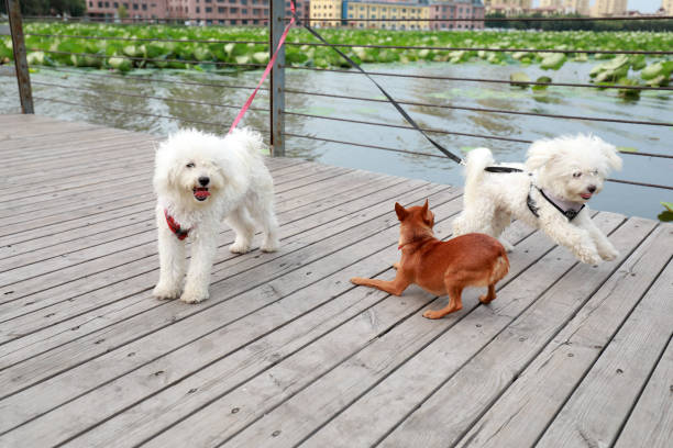 istock Pet dog on wooden platform 2031933270