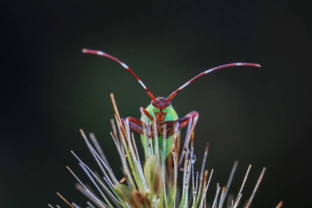 Hemiptera bugs in the wild, North China