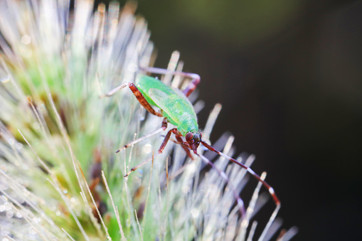 Hemiptera bugs in the wild, North China