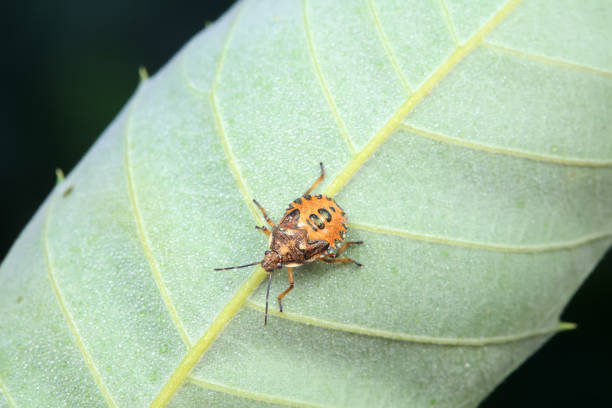 istock Hemiptera bugs in the wild, North China 2031935882