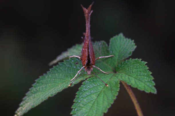 Lepidoptera insects in the wild, North China