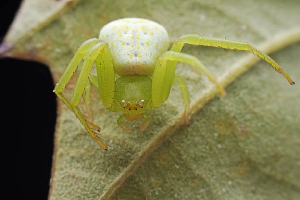 istock Spiders in the wild, North China 2031947707