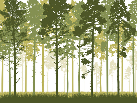 Coniferous forest with tall pine trunks and grass. Silhouette of beautiful landscape. Vector illustration