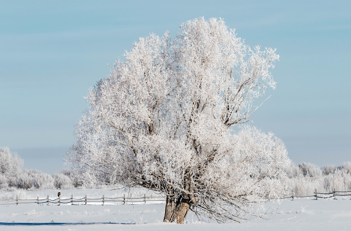 Frosty Tree and Bald Eagle