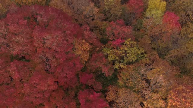 A still aerial view over the colorful trees in Autumn showing them moving slowly with th wind