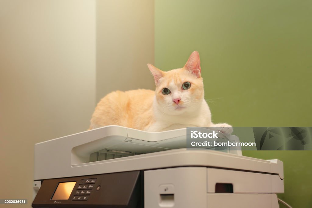 Cat Copy Machine White Cats Lying On A Multifunction Laser Printer In Homeoffice ...