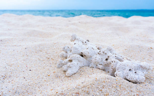 istock White dried coral on a long beach 2032036999