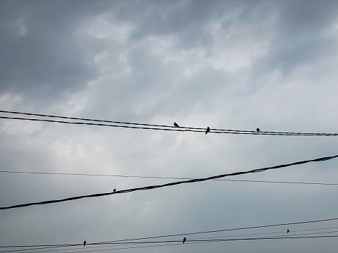 Sparrows perched on power lines in the afternoon