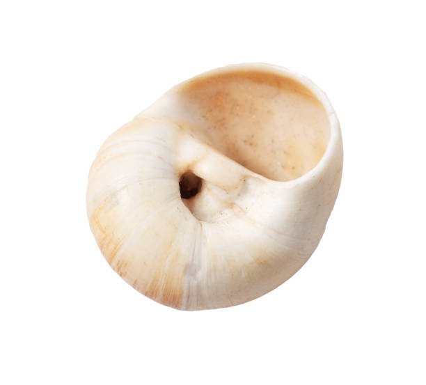 istock Sea shell isolated on white background. Close-up 2032042828