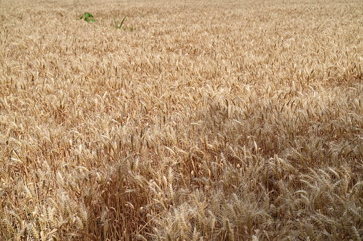 A close-up of wheat under the Chinese sky