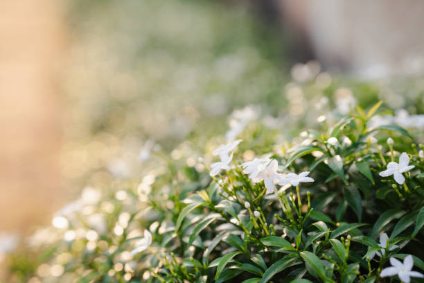istock White Pinwheel Jasmine is commonly grown for use as an ornamental plant. 2032055738