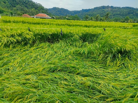 Vast expanses of green and fruitful rice fields with rice that will soon be harvested