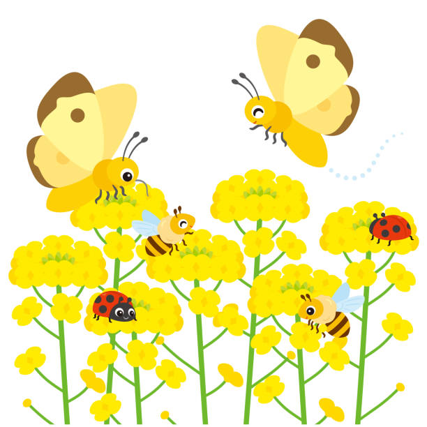 stockillustraties, clipart, cartoons en iconen met rape blossoms field and insects - bestuiving
