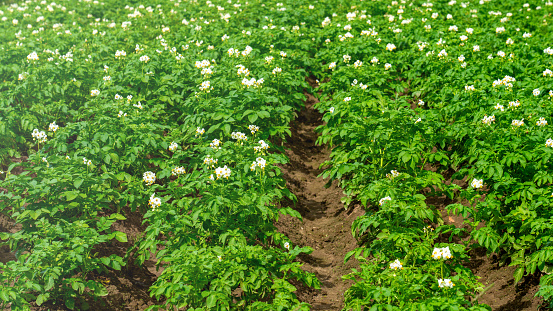 Potato field. Flowering of nightshade crops, potato flowers during flowering, green potato tops on summer day, ecological products concept.