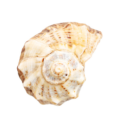 Sea shell isolated on white background. Close-up.