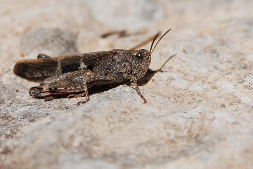 Grasshopper on rock in midday light in the Sierra de Mariola, Spain