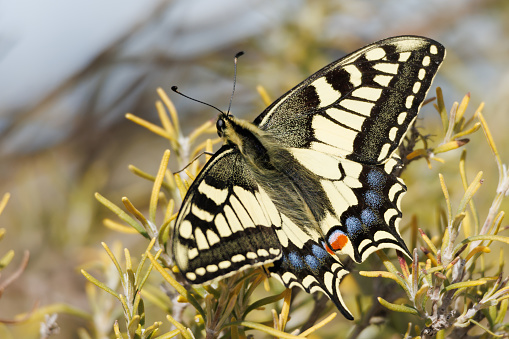 Papilio machaon butterfly on rosemary plant in winter, Alcoy, Spain