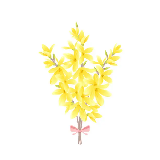 Vector illustration of Bouquet of blooming forsythia. Vector cartoon illustration of yellow spring flowers.
