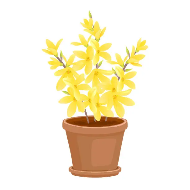 Vector illustration of Blooming yellow forsythia in a pot. Spring yellow flowers. Vector cartoon illustration.