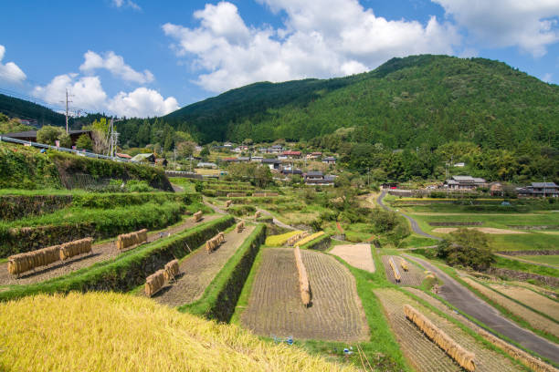 istock Autumn at Sakaori Rice Terraces (Ena City, Gifu Prefecture). 2032113079
