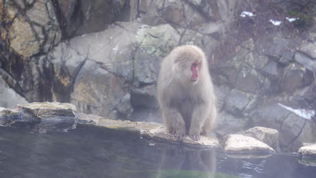 Snow Monkey at Nagoya in Japan