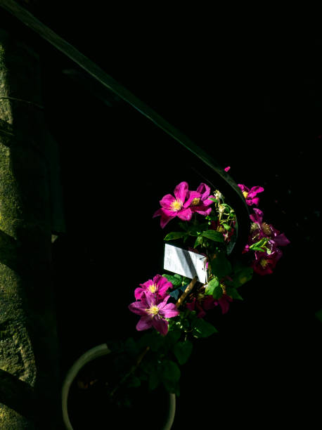 Asao Clematis (Clematis Asao) in Glasgow, Scotland