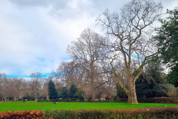 istock Big trees in the green park in winter. 2032129403