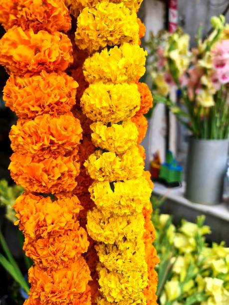 istock Yellow and Orange Fresh Flower 2032133735