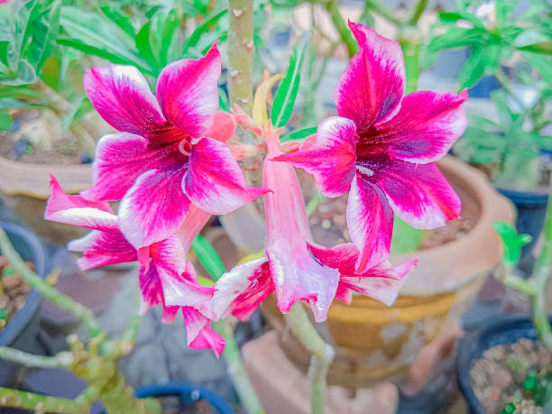 Flower of Adenium (Desert Rose, Impala Lily, Mock Azalea)