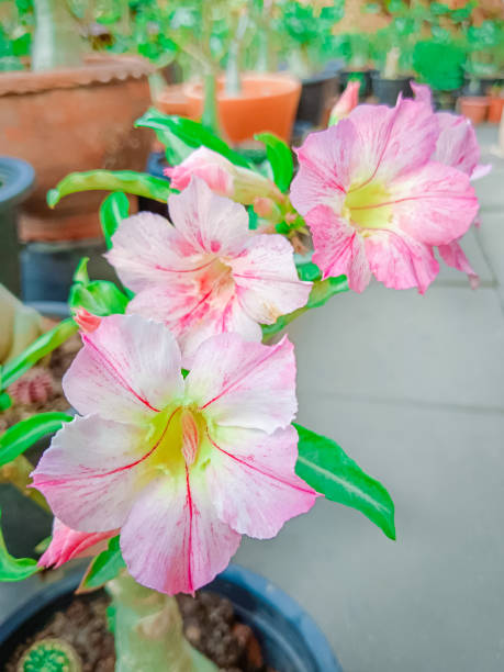 istock Flower of Adenium (Desert Rose, Impala Lily, Mock Azalea) 2032133824