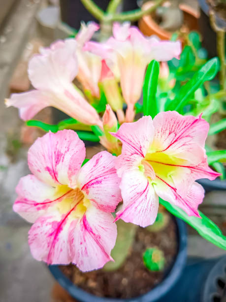istock Flower of Adenium (Desert Rose, Impala Lily, Mock Azalea) 2032133834