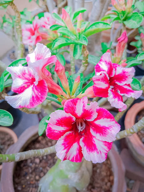 istock Flower of Adenium (Desert Rose, Impala Lily, Mock Azalea) 2032133886